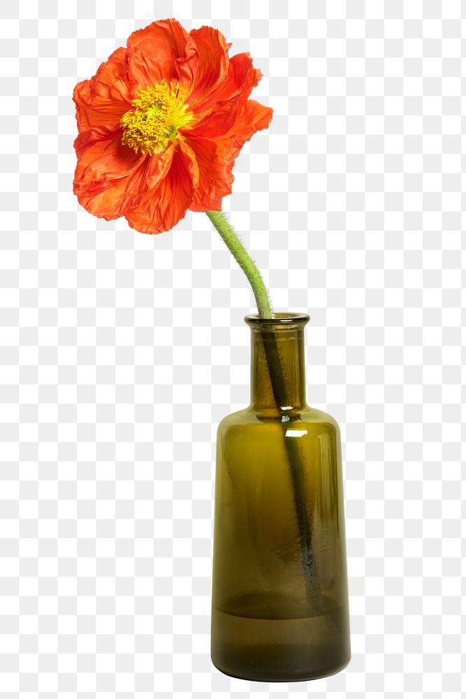 Red poppy flower in a vase transparent png