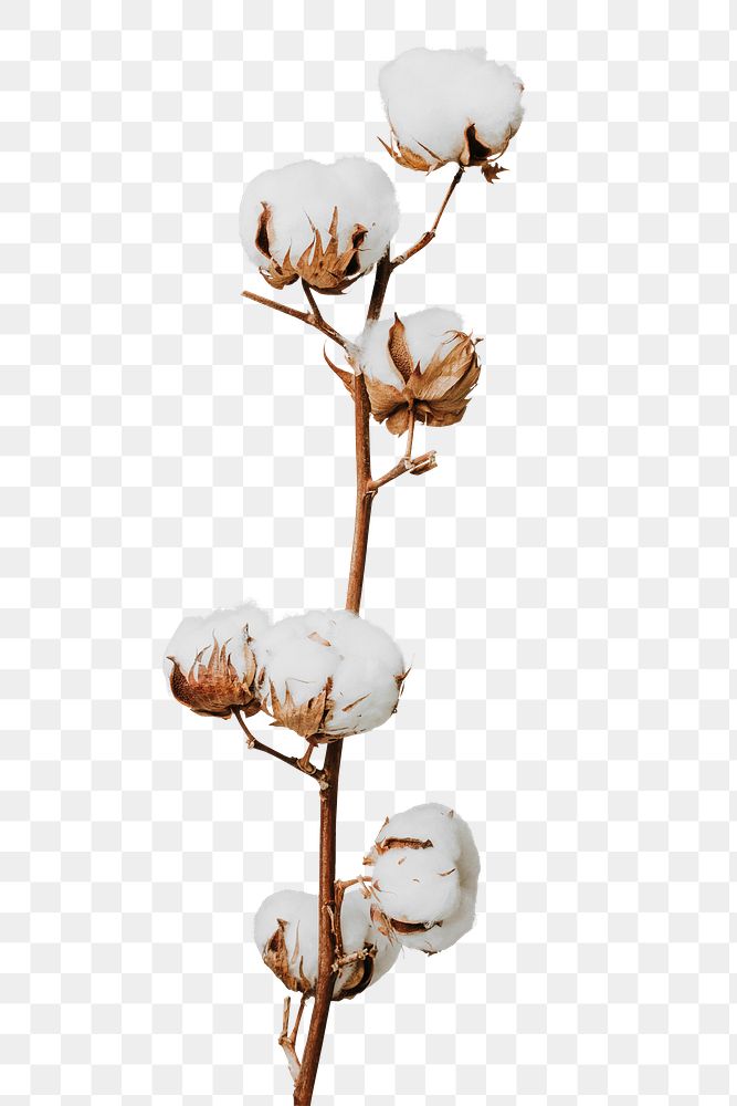 Dried fluffy cotton flower branch design element