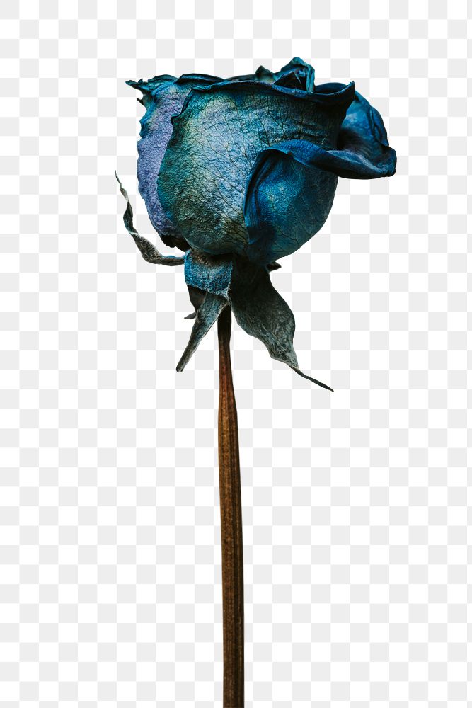 Dried blue rose design element