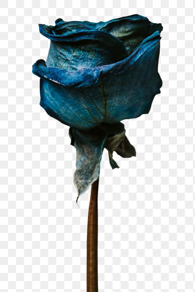 Dried blue rose design element