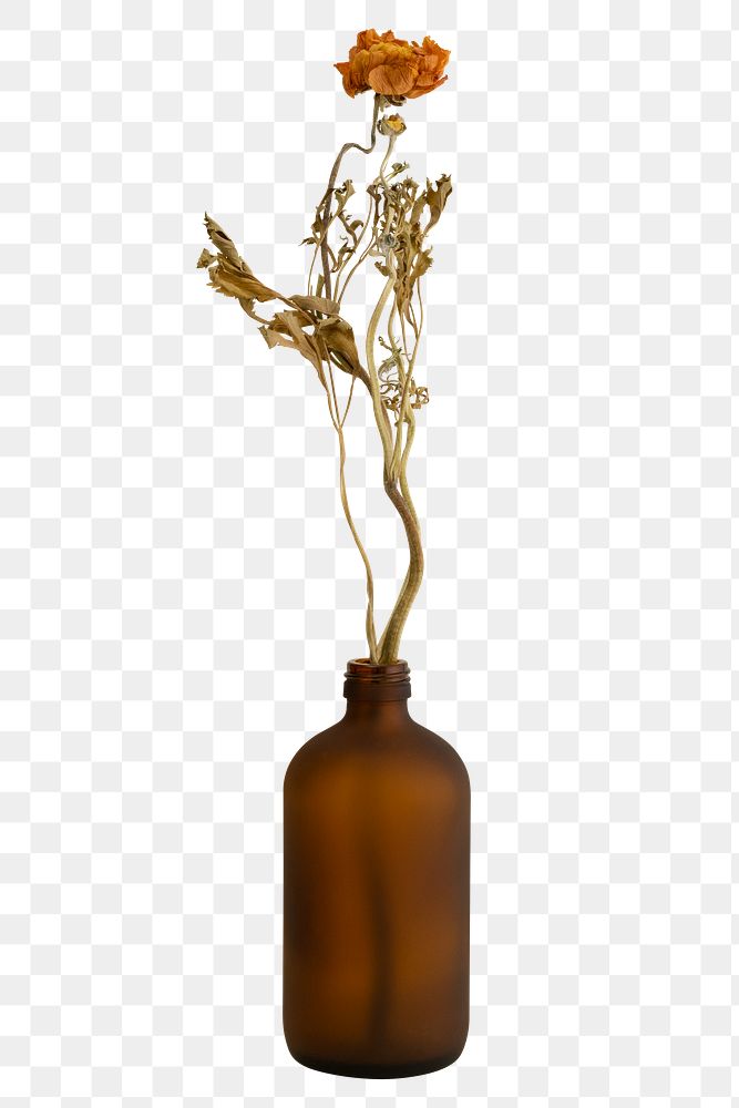 Dry orange ranunculus in a brown glass vase design element