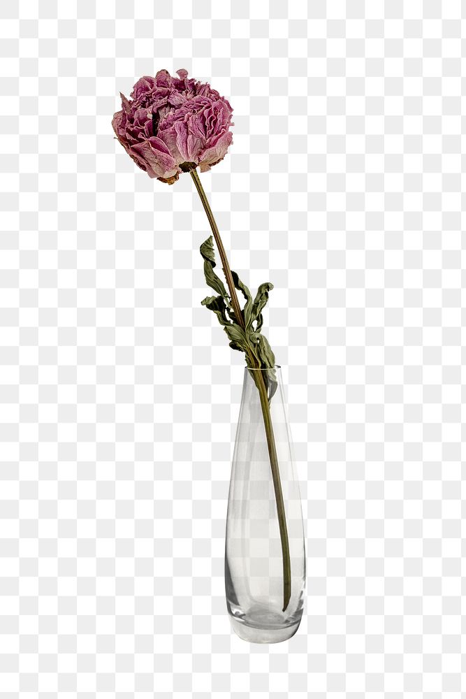 Dried pink peony flower in a clear vase design element