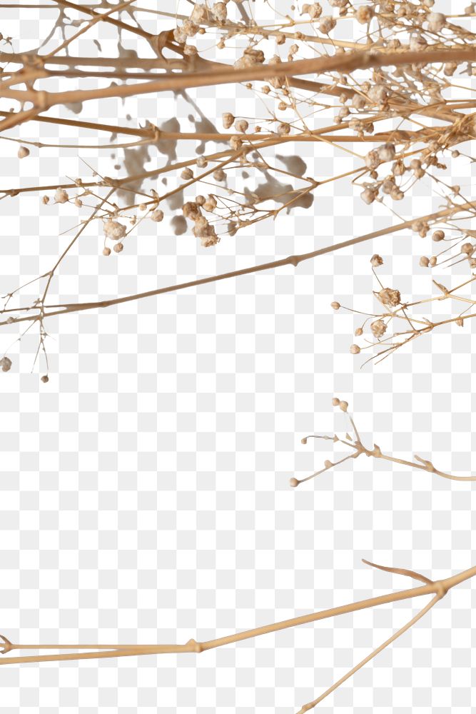 Dried gypsophila branches design element