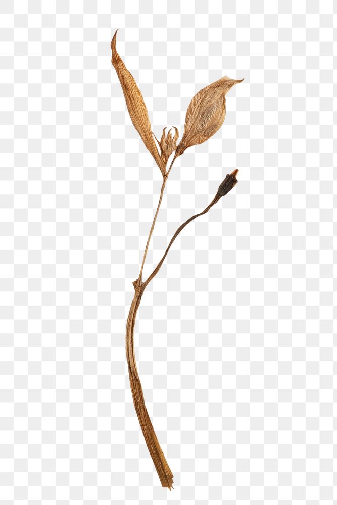 Dried lily flower design element