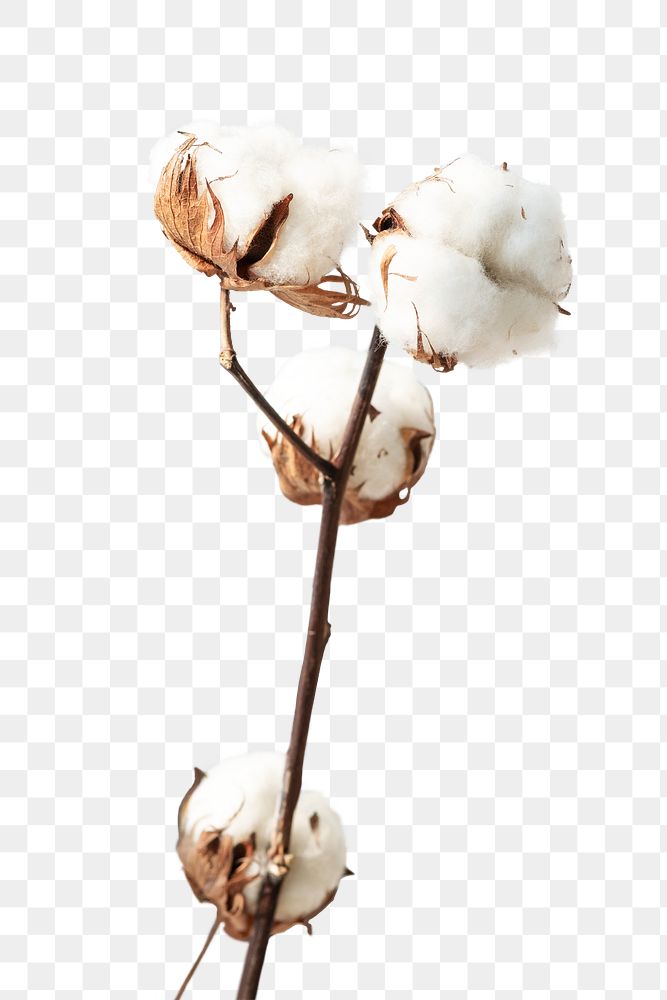 Cotton flower branch design element