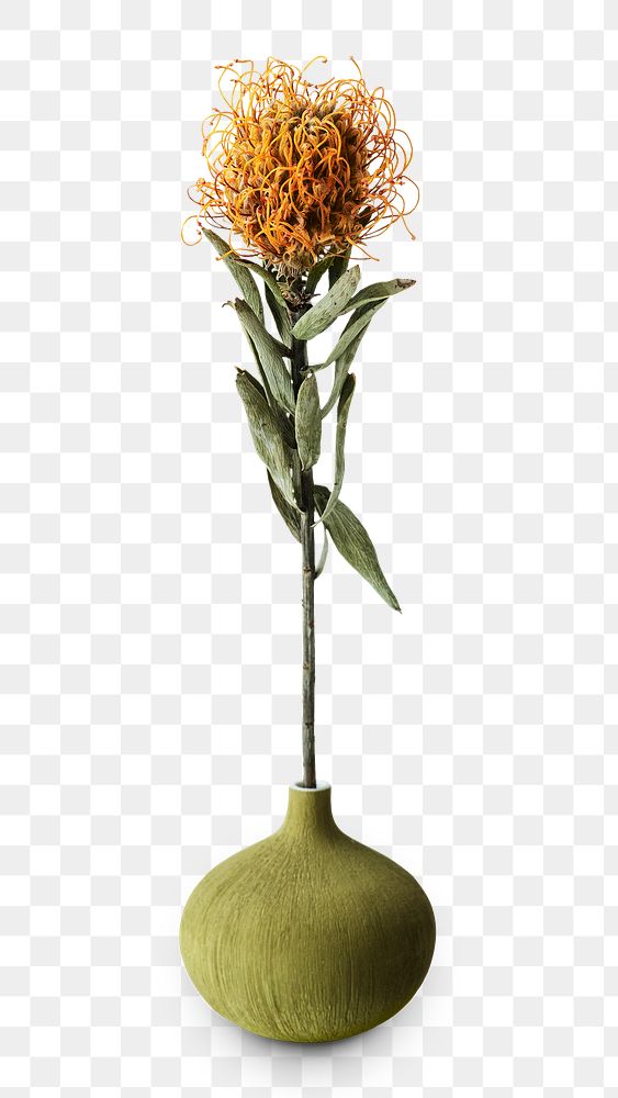 Orange pincushion Protea in a round green vase design element