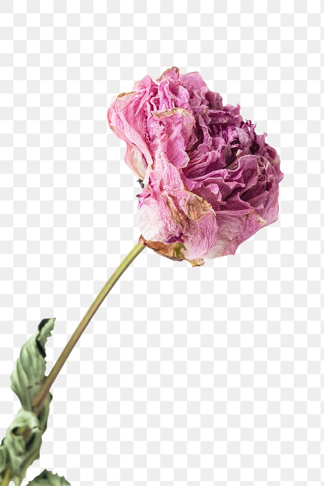 Dried pink peony flower design element