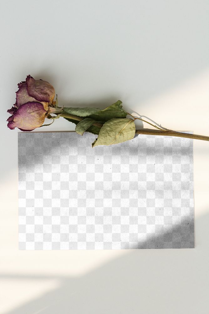 Dried pink rose with a card mockup