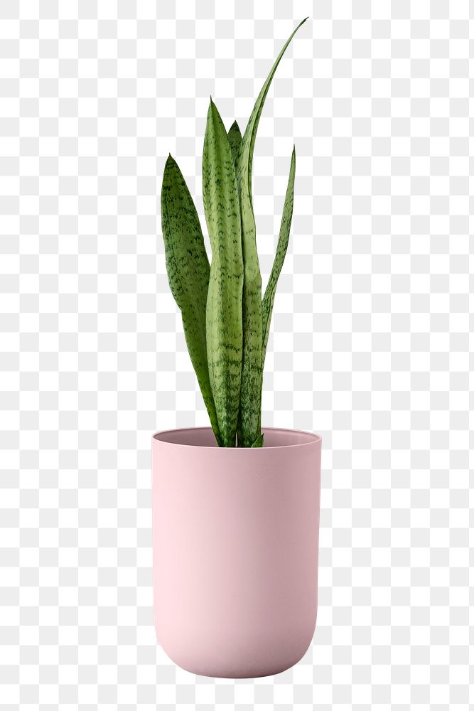 Snake plant in a pink pot design element