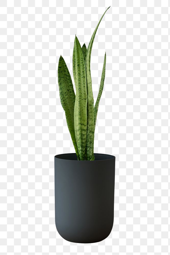 Snake plant in a black pot design element