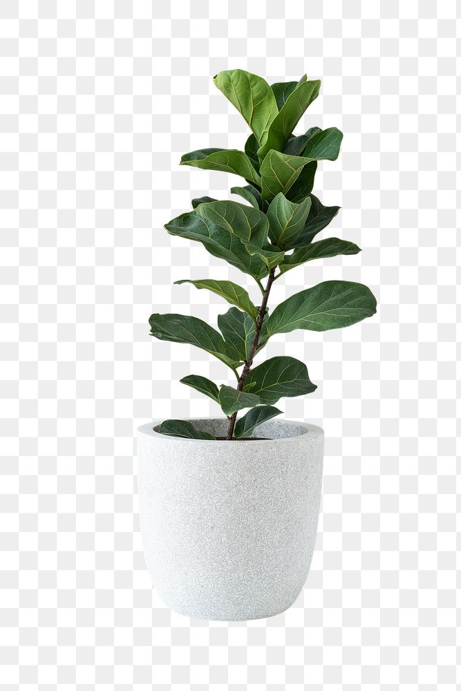 Fiddle-leaf fig plant in a white pot design element
