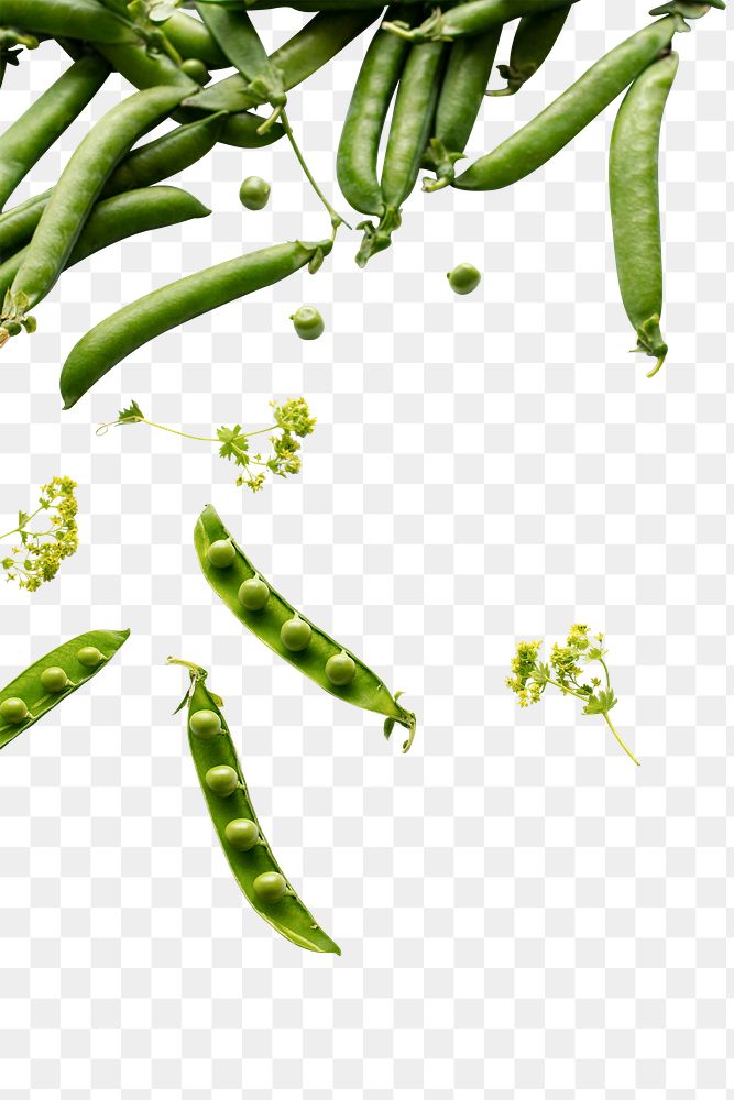 PNG green sugar snap peas transparent background