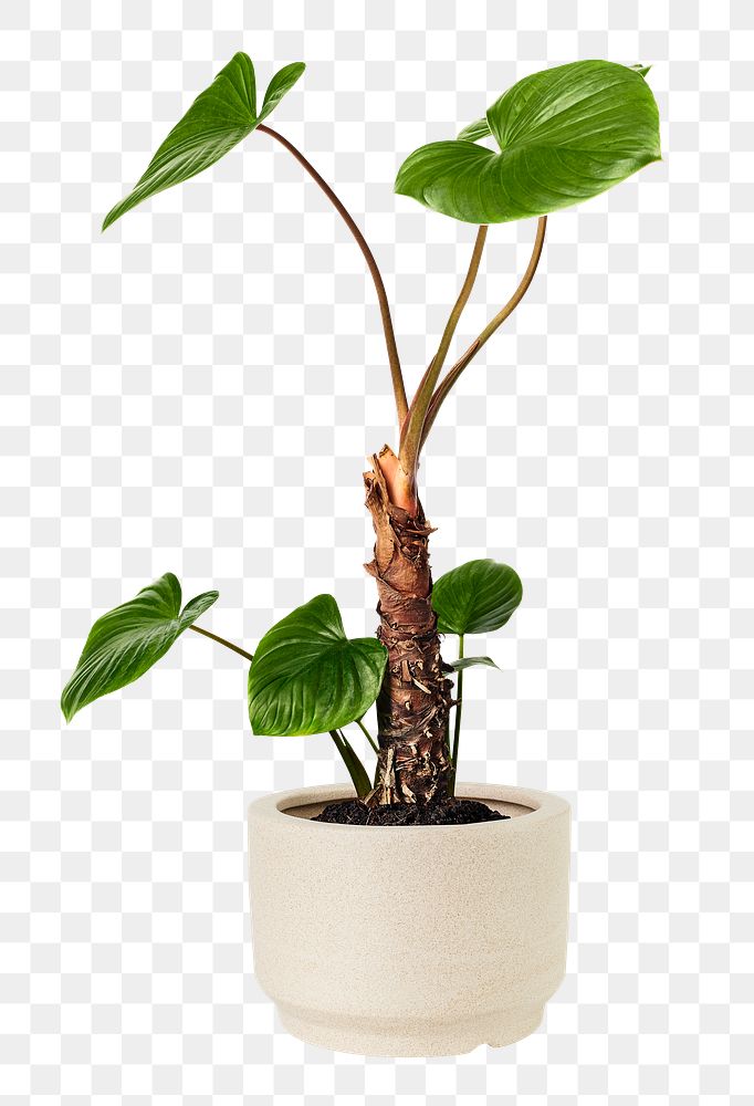 Philodendron melanoneuron png mockup in a ceramic pot