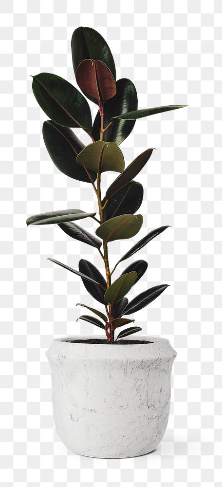 Rubber plant png mockup air-purifying plant