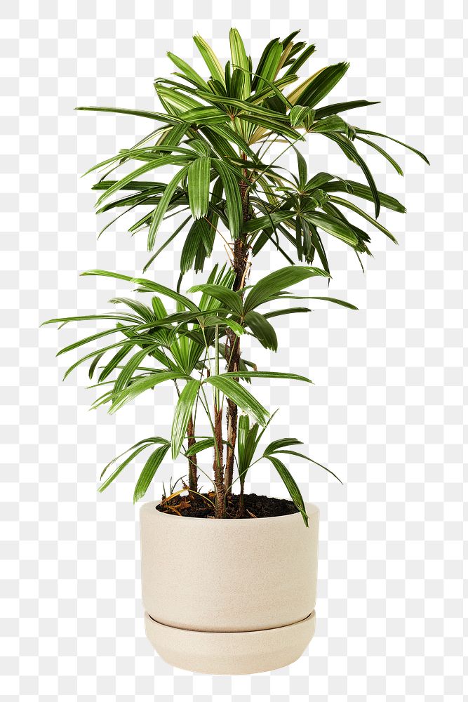 Areca palm png mockup plant