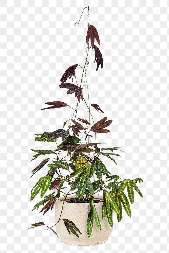 Tricolor passion vine png plant mockup