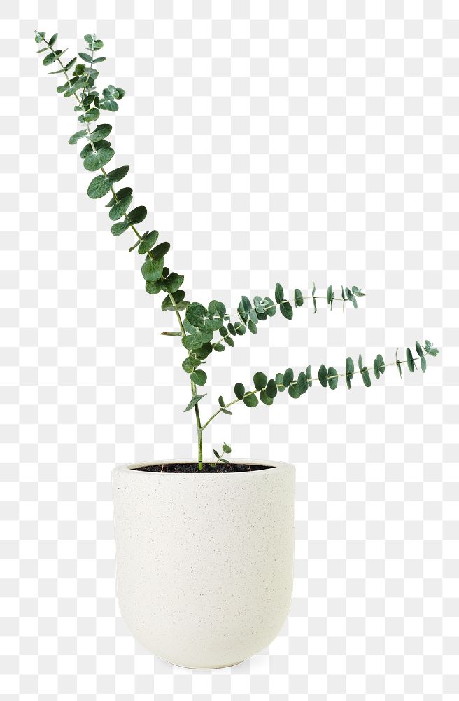 Eucalyptus png mockup in a ceramic pot