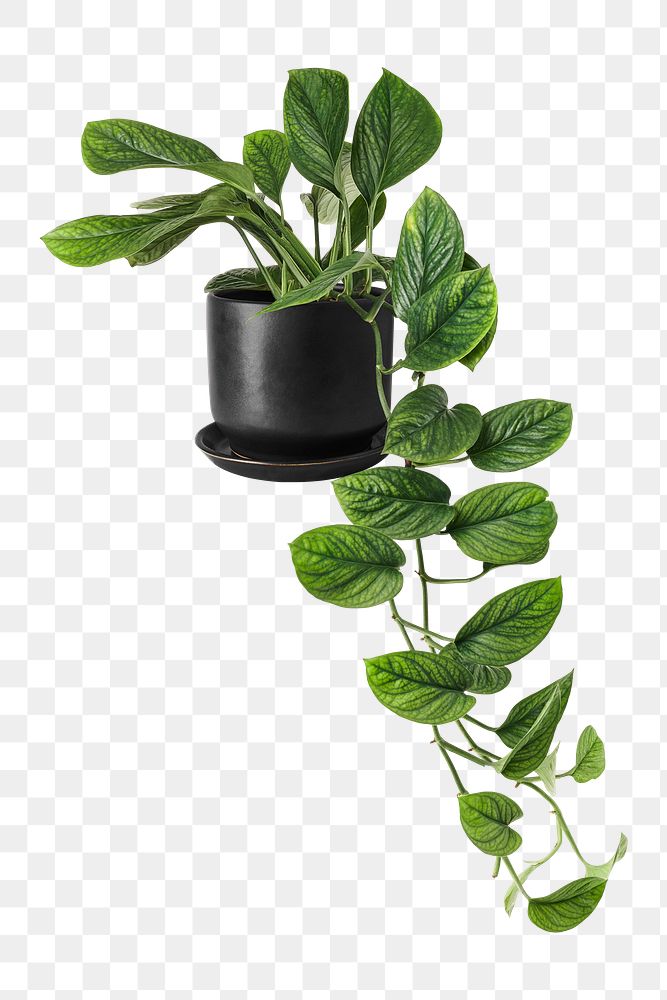 Philodendron opacum png mockup in a ceramic pot
