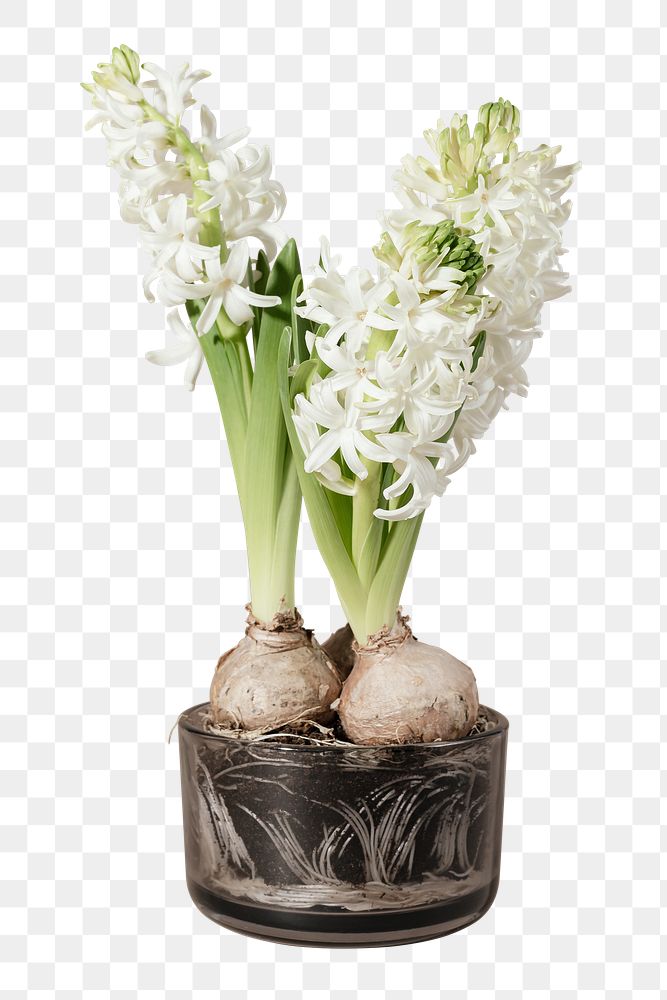 White hyacinth flower isolated on background transparent png