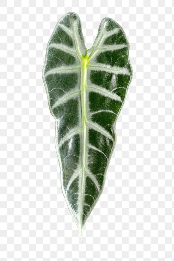 Amazonian Elephant Ear leaf design element