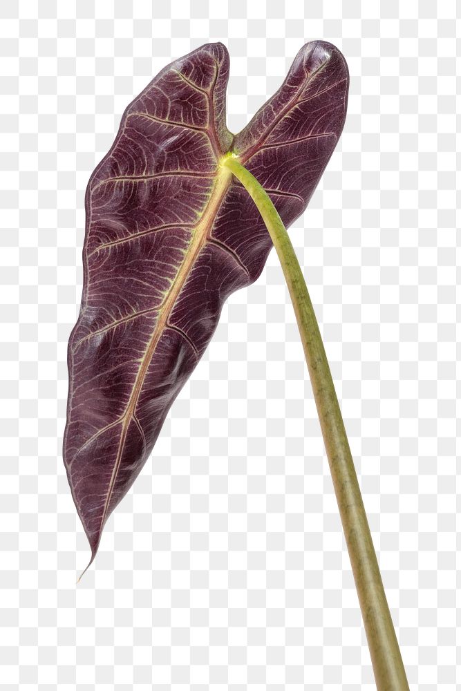Purple underneath of Amazonian Elephant Ear leaf design element