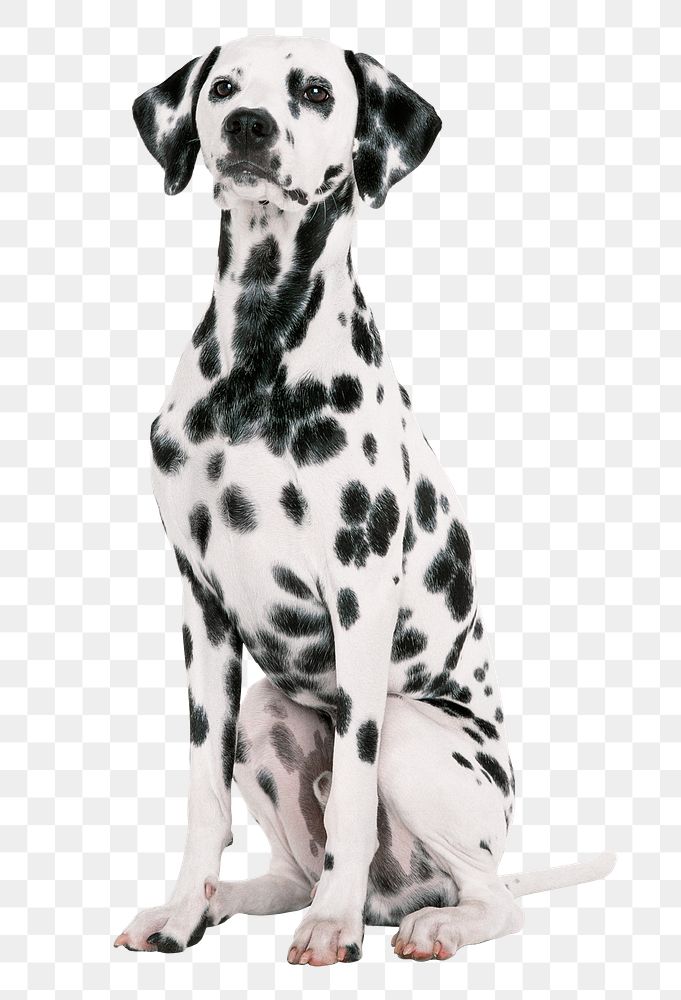 Dalmatian sitting png, dog sticker
