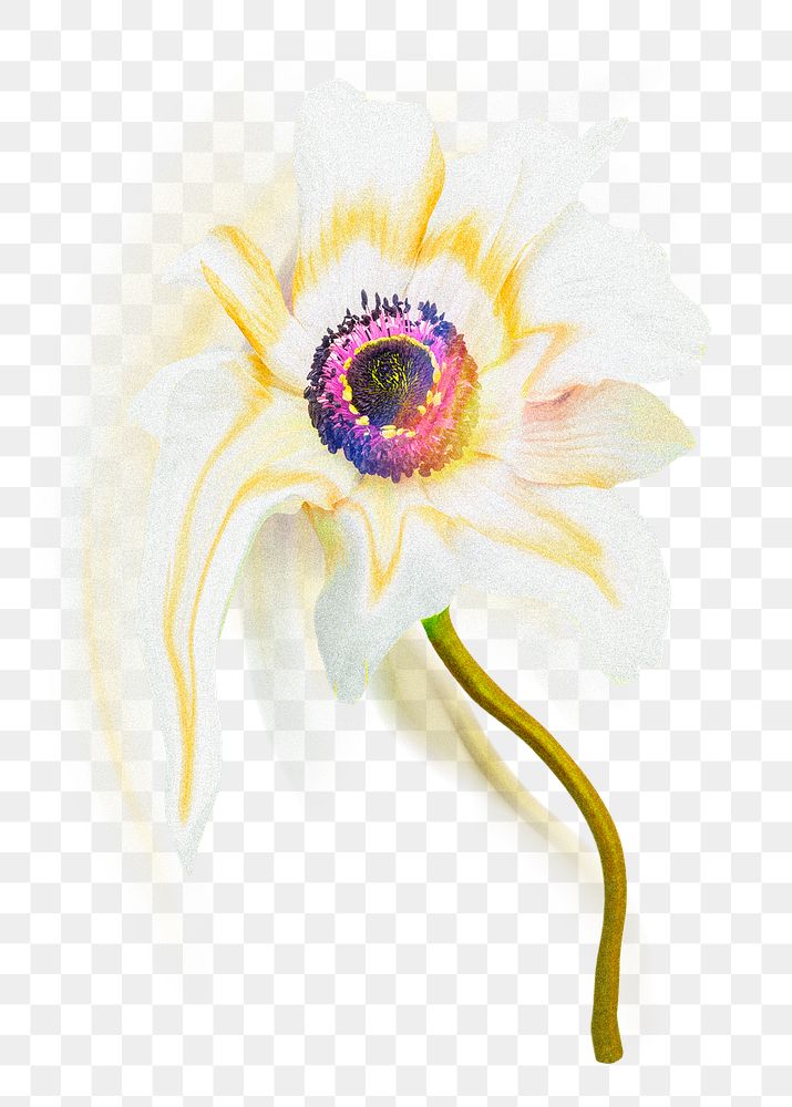 Flower PNG anemone sticker, pastel white trippy psychedelic art