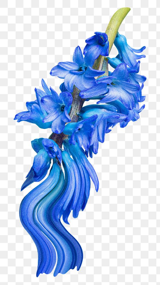 Flower PNG delphinium sticker, pastel blue trippy psychedelic art