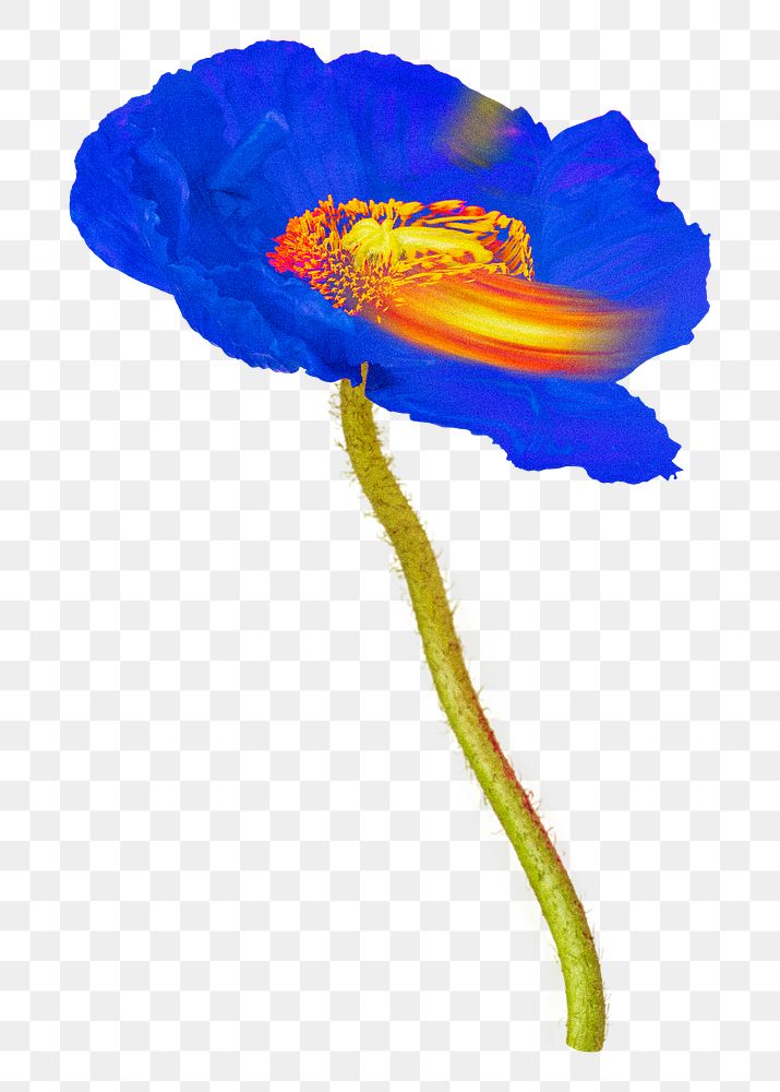 Poppy PNG flower sticker, blue trippy psychedelic art