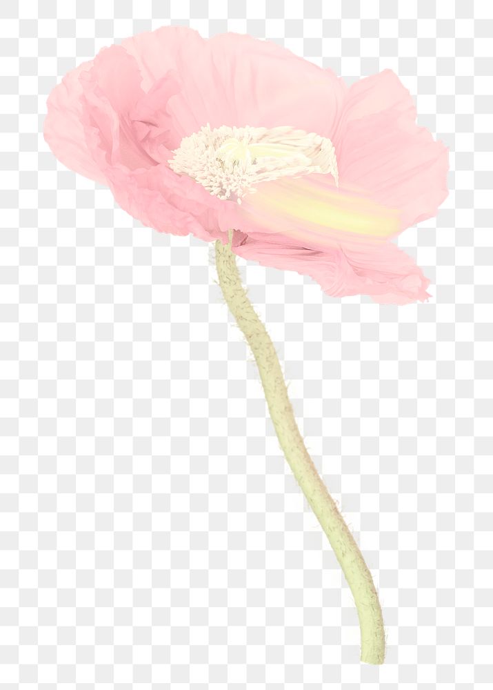 Poppy PNG flower sticker, pastel pink trippy psychedelic art