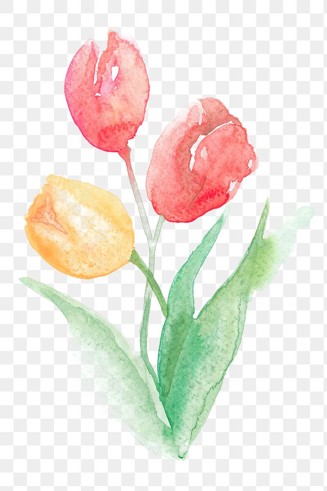 Tulip png pink flower watercolor spring seasonal graphic