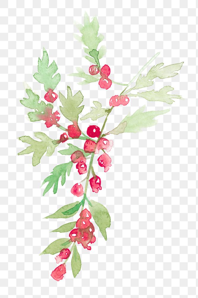 Winter png redberry plant watercolor in redseasonal graphic