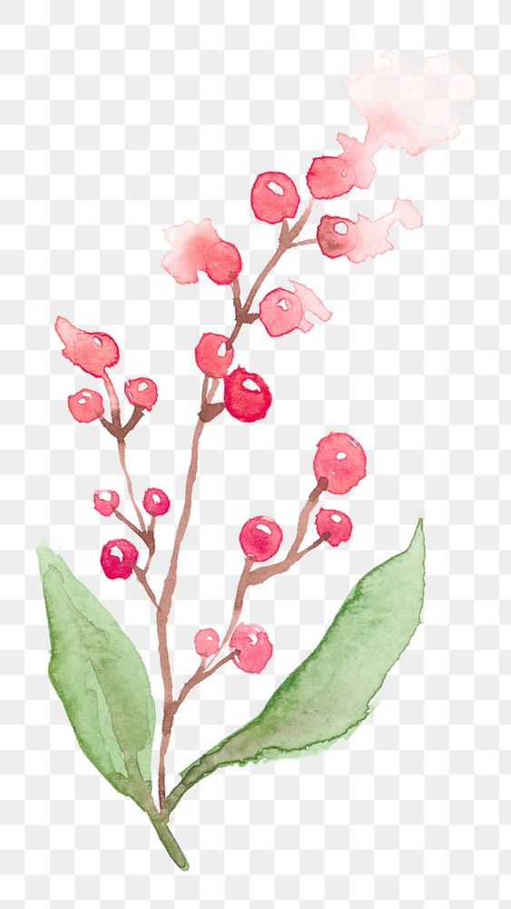 Winter png redberry plant watercolor in redseasonal graphic