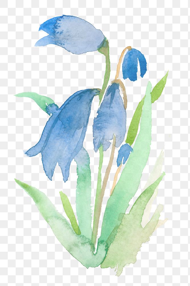 Blue png early scilla flower watercolor winter seasonal graphic