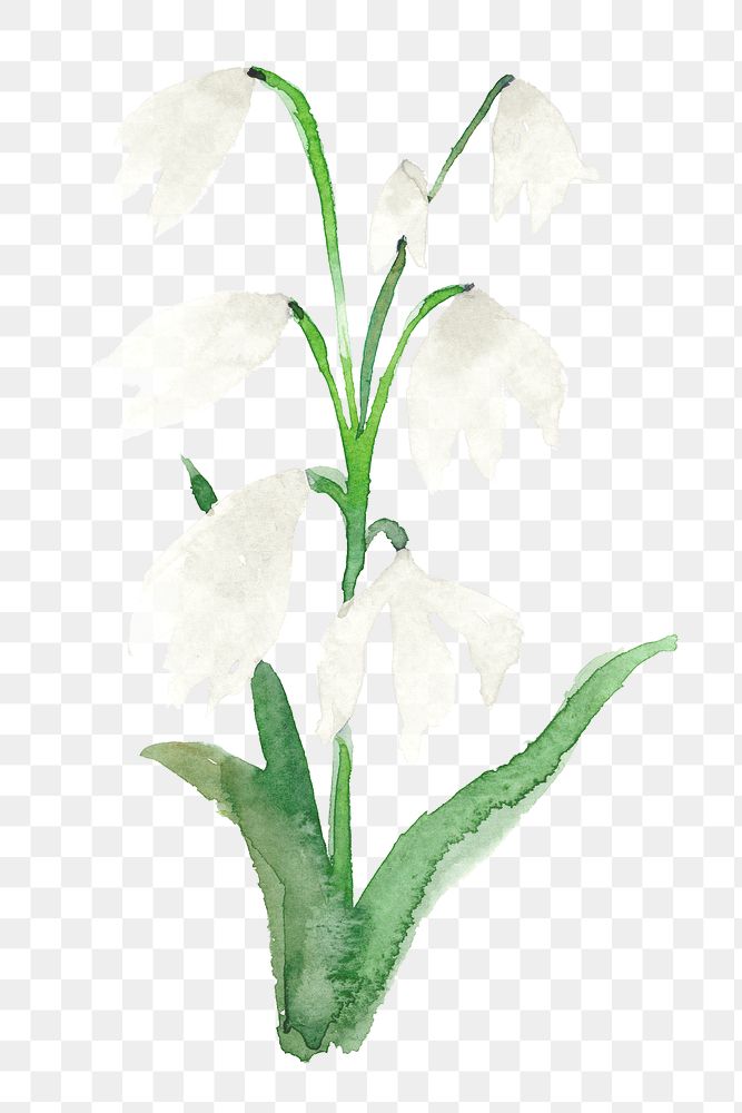 White png early scilla flower watercolor winter seasonal graphic