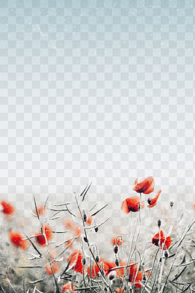 Poppy border png, transparent background, spring vibes