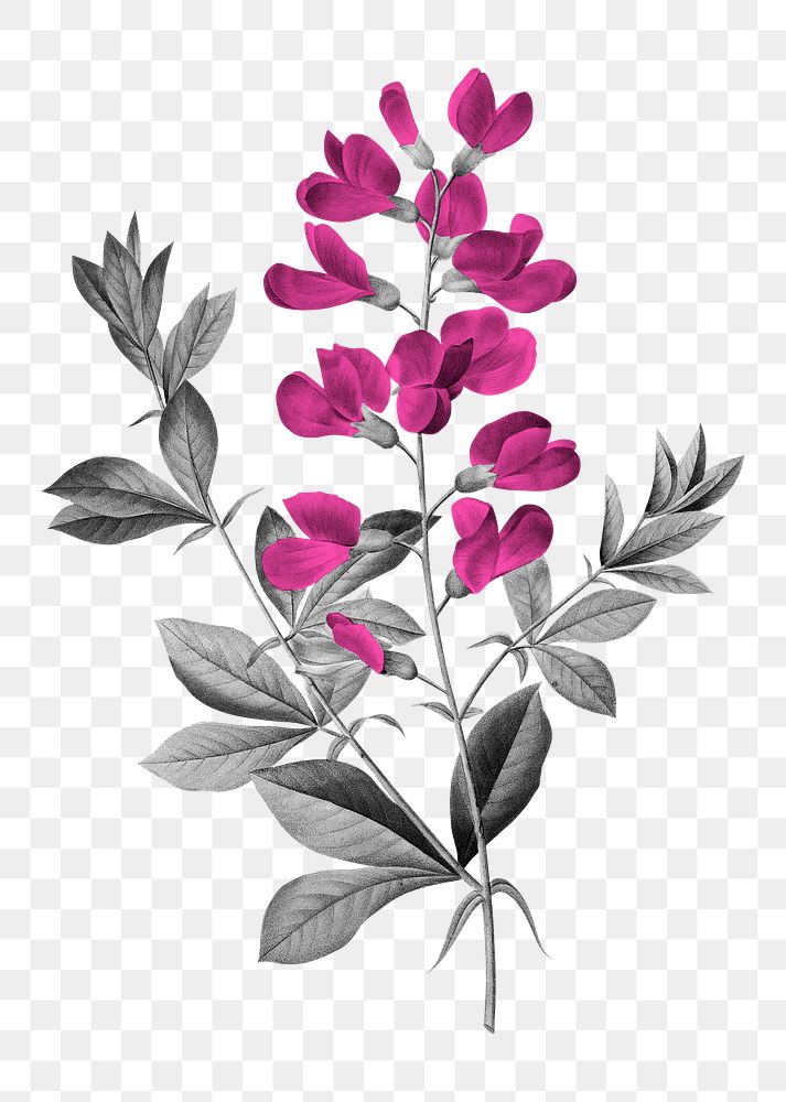 Pink flower png sticker, transparent background, remixed from original artworks by Pierre Joseph Redout&eacute;