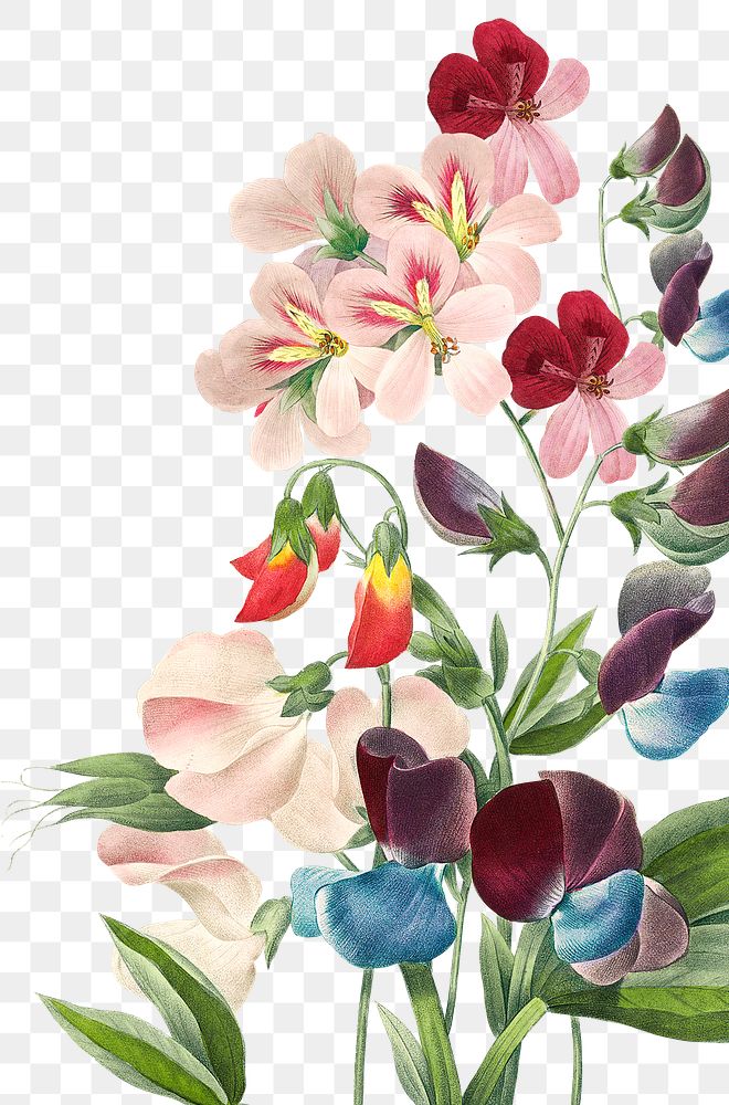 Vintage floral png border, transparent background, remix from the artworks of Pierre Joseph Redout&eacute;