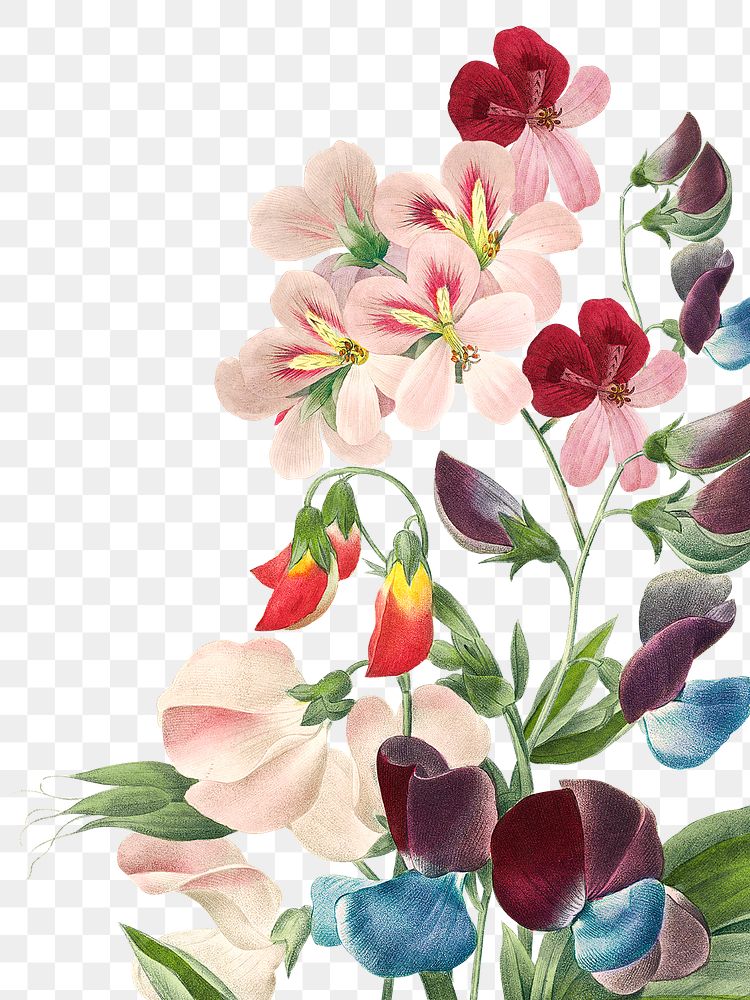 Colorful botanical png border, transparent background, remix from the artworks of Pierre Joseph Redouté