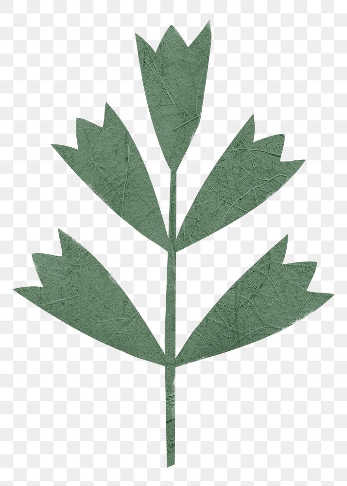 Leaves png nature sticker in transparent background
