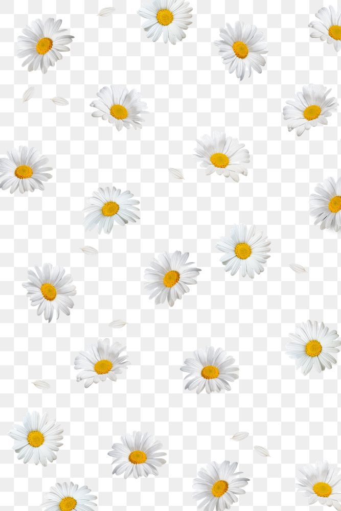 White flowers png background, transparent floral design