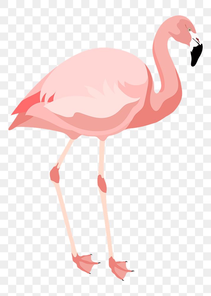 PNG pink flamingo illustration, animal clipart sticker, transparent background