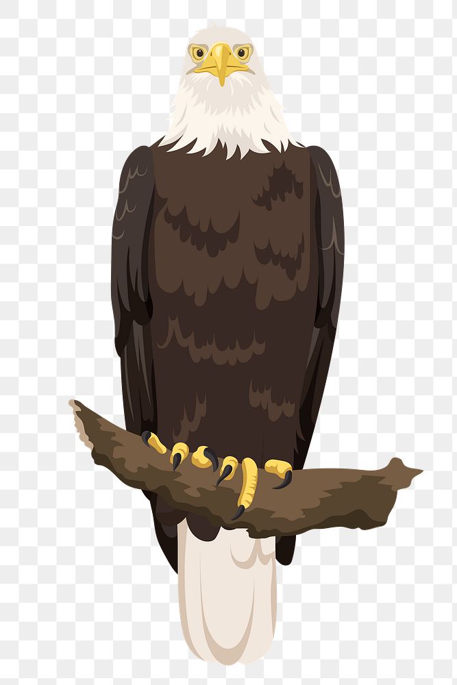 Bald eagle png illustration, bird clipart sticker, USA symbol, transparent background