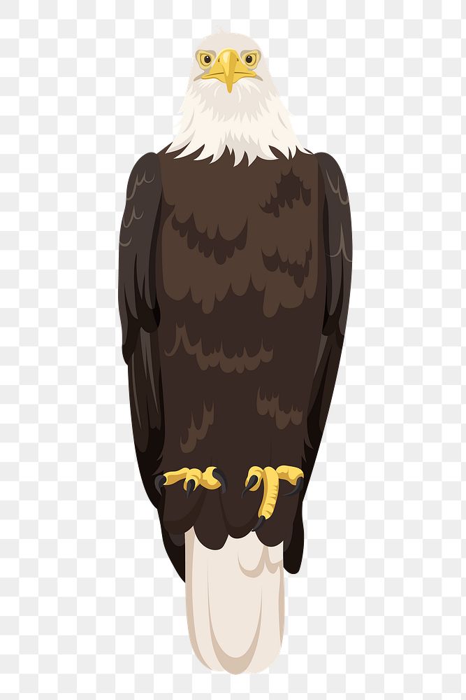 Bald eagle png illustration, bird sticker, USA symbol, transparent background
