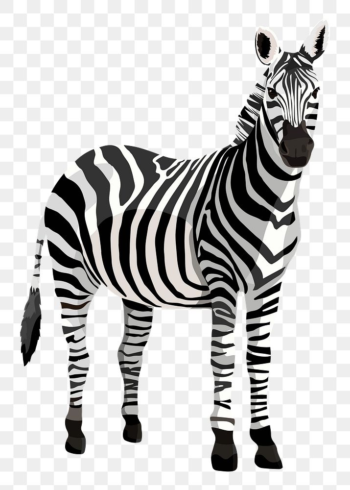 Zebra png safari animal, wild life illustration sticker, transparent background