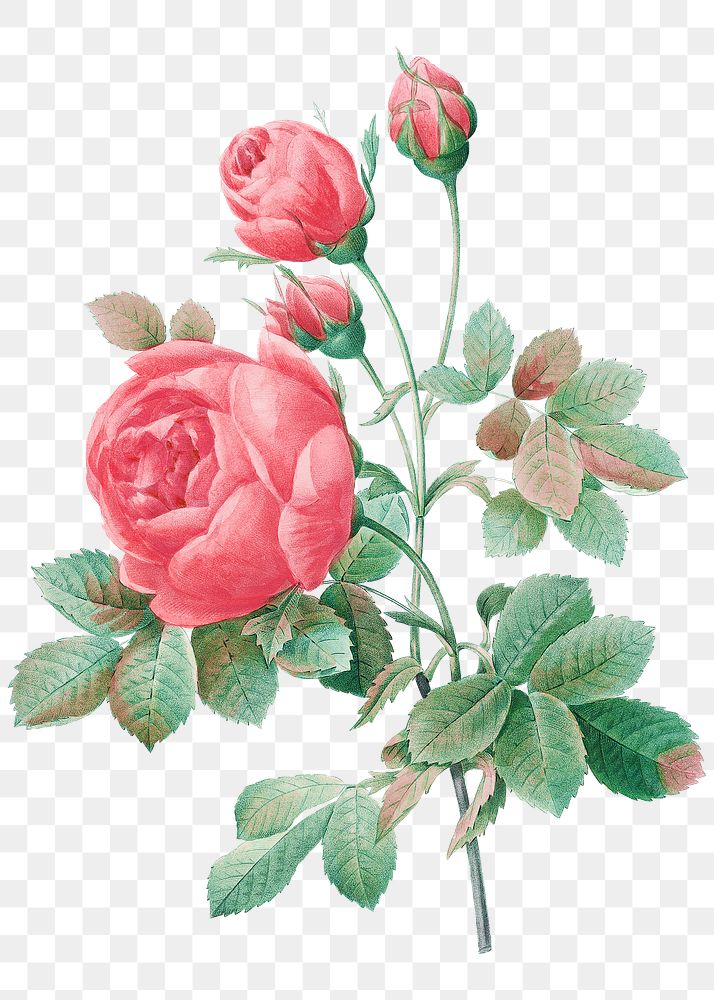 Rose flower png sticker, botanical transparent background