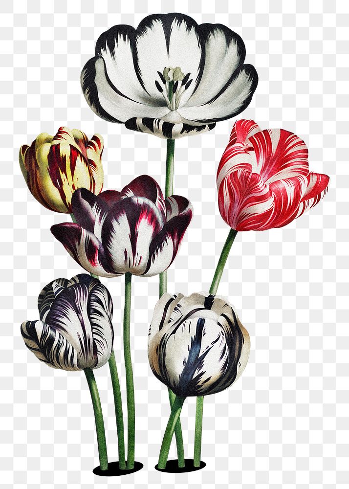 Tulip flower png sticker,  botanical transparent background