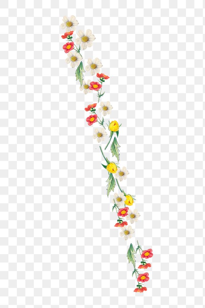 Flower divider png sticker, botanical transparent background