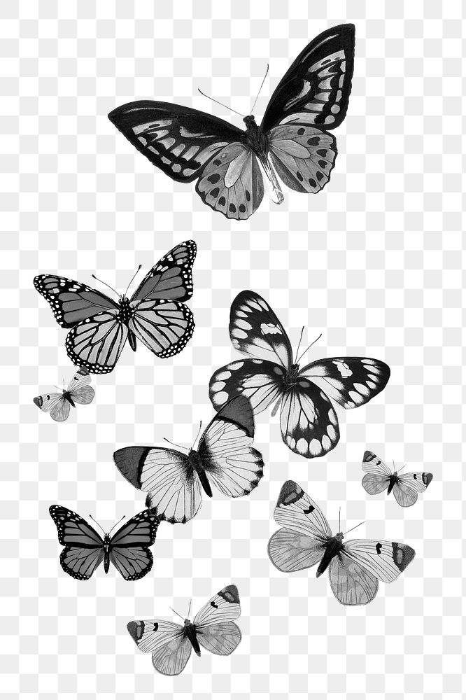 Grayscale butterflies png sticker, insect transparent background