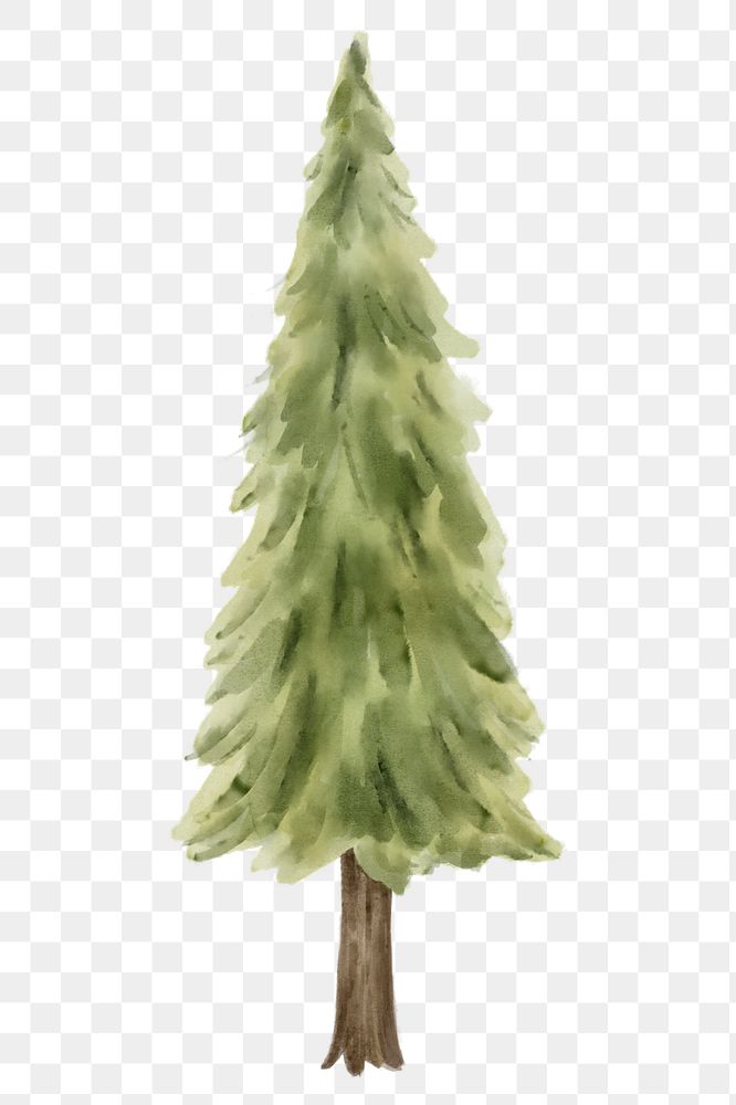 PNG watercolor pine tree clipart, transparent background